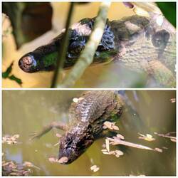 Ein Kaiman lebt im Teich 🐊