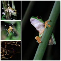 Nachtbewohner am Hostel