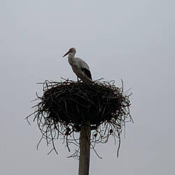 überall Storchennester