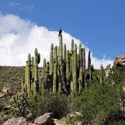 Der kleine Vogel da oben ist übrigens kein Kondor 😃 Die sind viel größer!