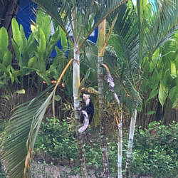 Neighbourhood monkey