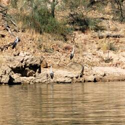Lots of these egrets all along the river.