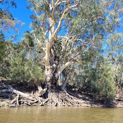 Another photogenic river red gum!
