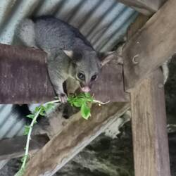 Possum