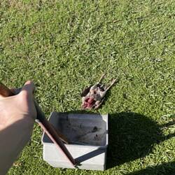 Eine Ente weniger zu füttern