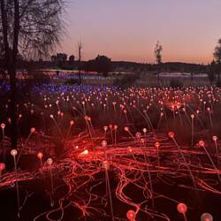 Field of Lights - remarkable.