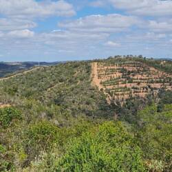 Left indigenous vegetation, right eucalyptus