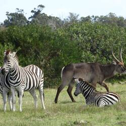 Zebra, Waterbuck
