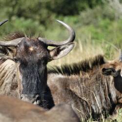 Wildebeest