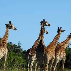 Wow Giraffe🤗