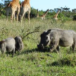Und sogar en Warthog mit Junge #Pumba