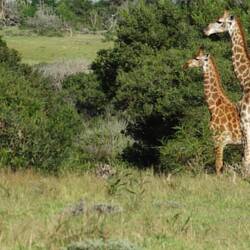 Giraffe mit Junge😍