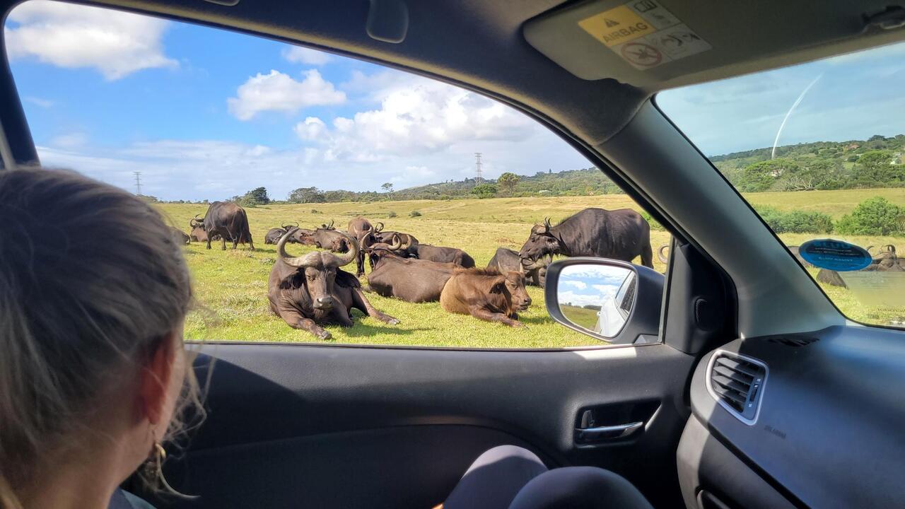 S'gaht guet los, erste Big Five Tier dr Büffel