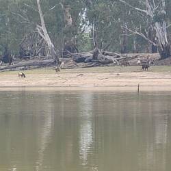 Lots of goats on the NSW side. I assume they are farmed and not feral as there are so many of them along the r