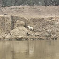 This Goat appeared to be stuck on a ledge. Hopefully he made his escape.