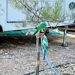 Australian Ringneck