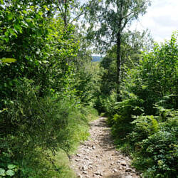 Felsiges Wegstück zum Huberfelsen