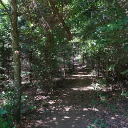 Weg hinab vom Farrenkopf