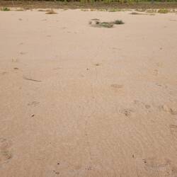 Hard to see, but this was an ant trail about 75m long leading to a piece of dead carp about the size of a $5 n