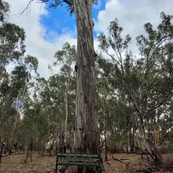 The largest red gum in NSW.