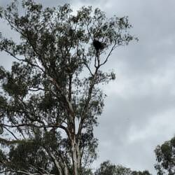 One of several eagle nests seen today.