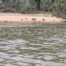 Different Ibis to the ones we're used to