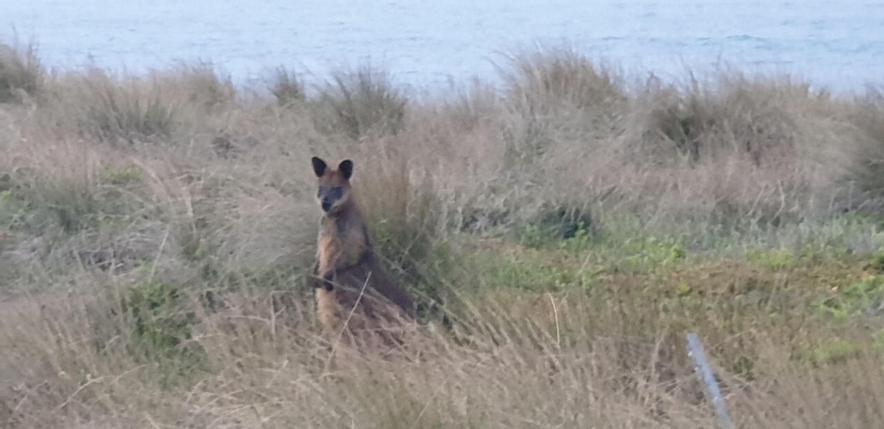 Wir sahen auf Phillip Island über 100 wilde Kängurus