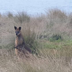 Wir sahen auf Phillip Island über 100 wilde Kängurus