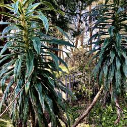 The mild climate promotes Mediterranean plants