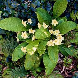 The native wild primrose