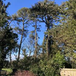 Scots Pines / ancient