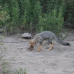 Huustierli für 1 Nacht