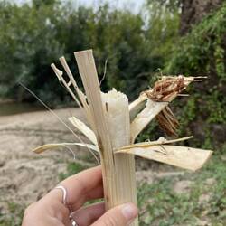 Bamboo sticky rice