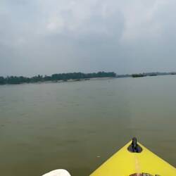 Dolphins at Mekong! 🐬