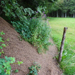 Eine Seite Ameisenhaufen - andere Seite Elektrozaun