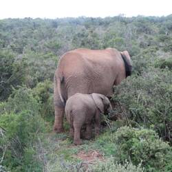 Elefante Baby