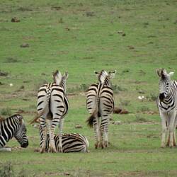 Mir gseh na en huufe anderi Tier wie en Jackal, Eland, Wildebeest, Warthogs, spez. Vögel, Mongoose, Duiker