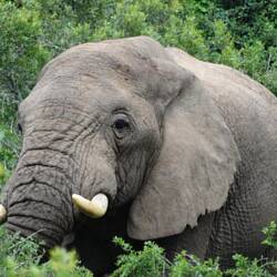 Mir freue eus scho ufe Krüger, na meh Safari❤️🤗