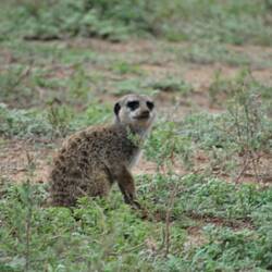 Vo chli zu gross, Meercats🥰
