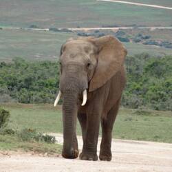 Zu ganz gross, de erst Elefant🤗