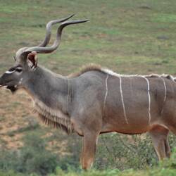 Chli grösser es Kudu
