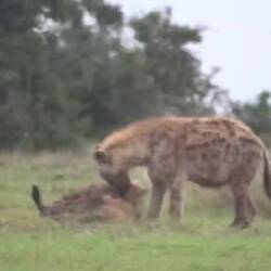 Ufm Guided Drive gsehmr Hyena mit Junge