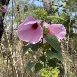 Flora on Tolmer Falls walk