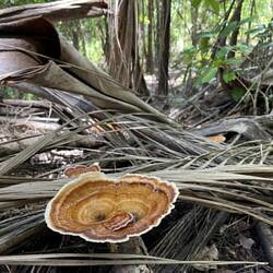 Fungi Wangi Falls walk