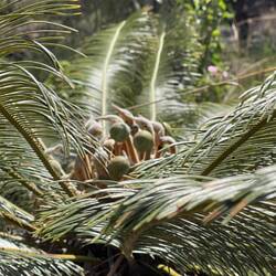 Flora on Tolmer falls walk