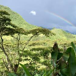 Spectacle magique au milieu des plantations
