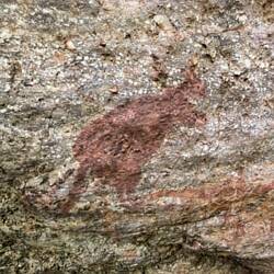 Old Wallaby