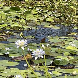 Water lilies
