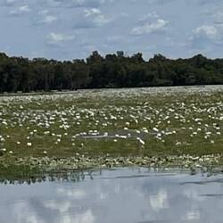 Kakadu wetlands