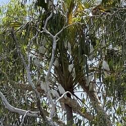 Tree full of Corellas